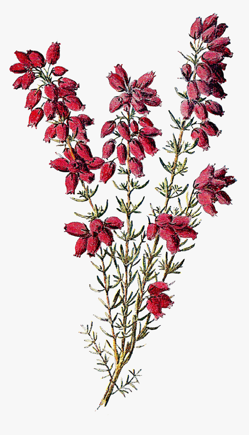 Botanical Wildflower Image Heather Flowers Clip Art - Heather Clip Art, HD Png Download, Free Download