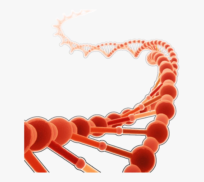 Dna Clipart Red - Dna Hd Png Red, Transparent Png, Free Download