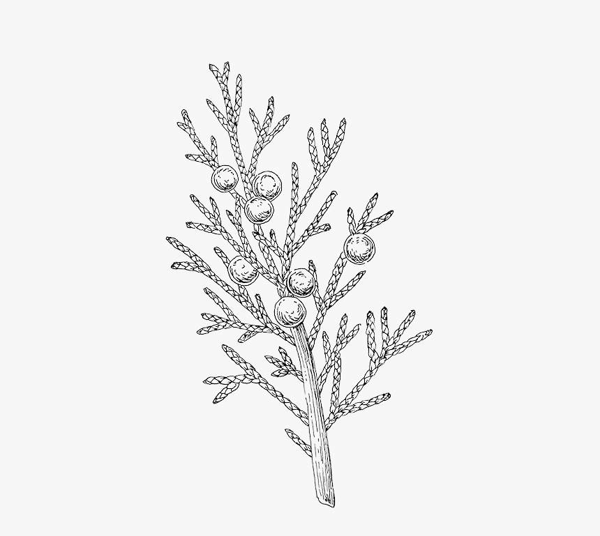 Juniper - Hoja De Ceiba Dibujo, HD Png Download, Free Download