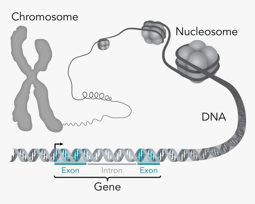 Chromosome Dna Gene - Gen Aufbau, HD Png Download, Free Download