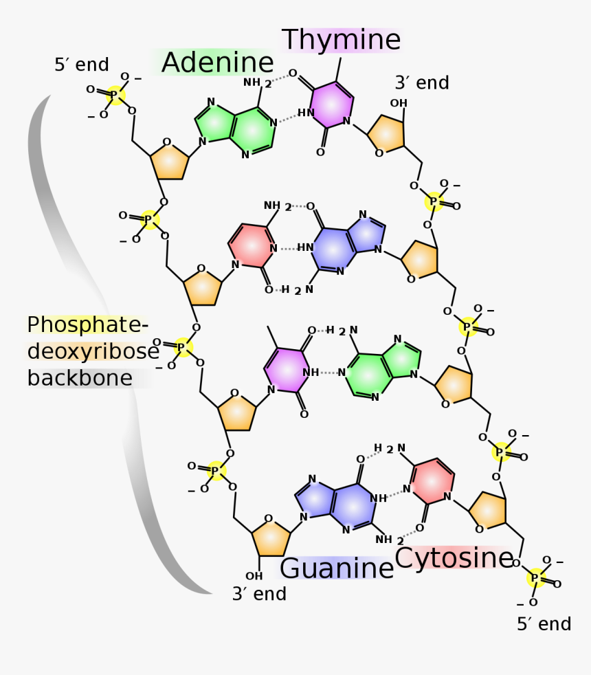 Dna Base Pairing, HD Png Download, Free Download