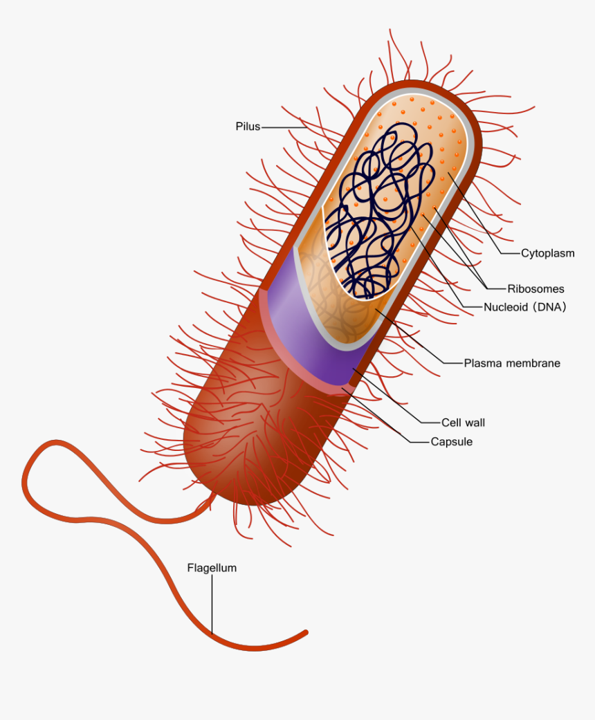 Capsule Bacteria, HD Png Download, Free Download