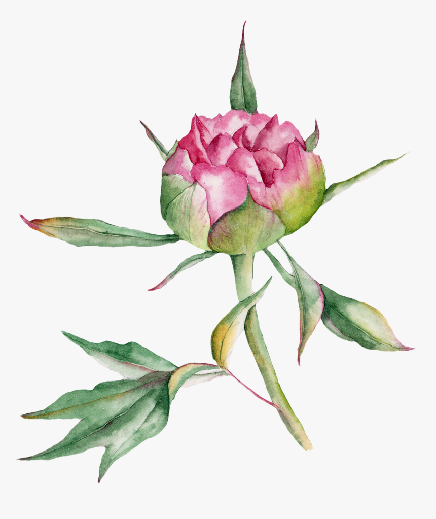 Collection Of Free Rose Drawing Watercolor Download - Watercolor Botanical Png, Transparent Png, Free Download