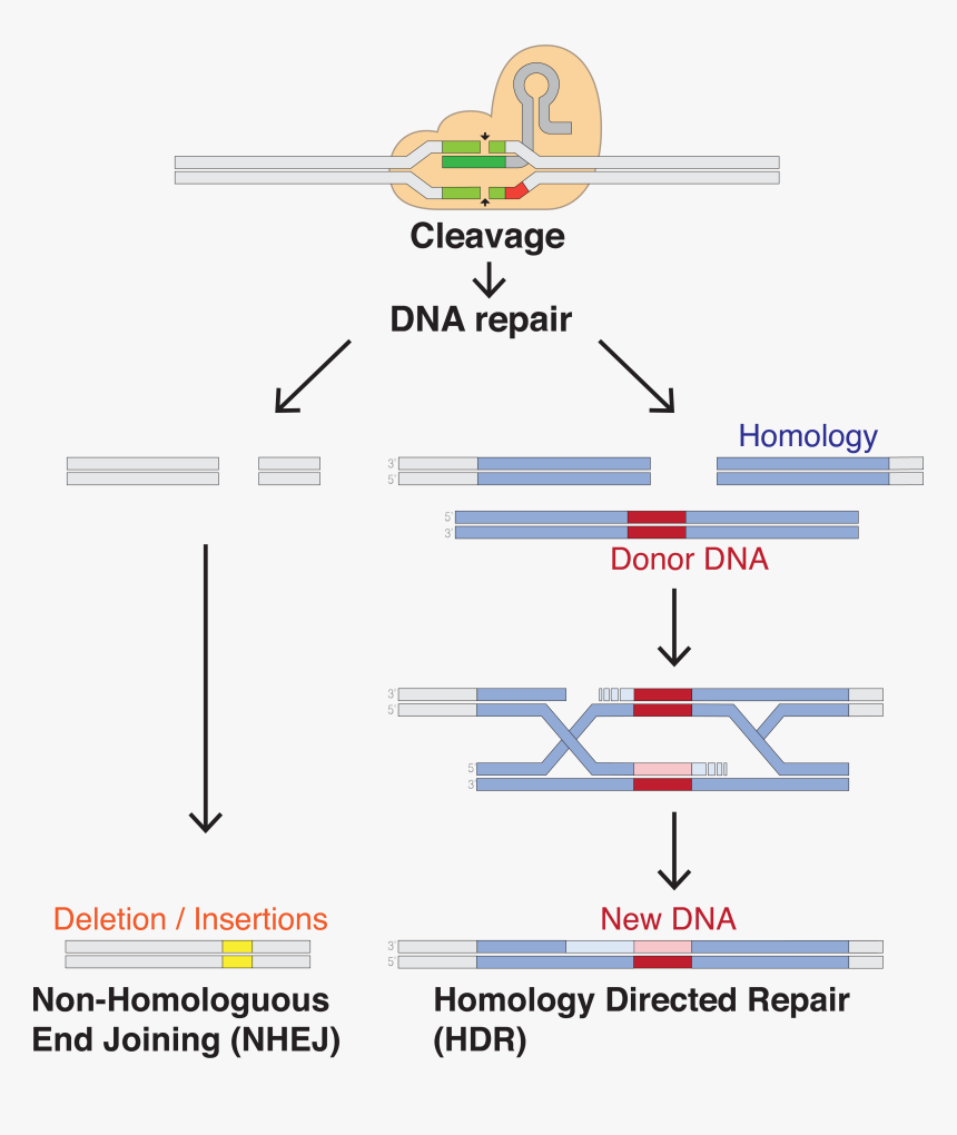 Dna Repair - Crispr Cas9 Dna Repair, HD Png Download, Free Download