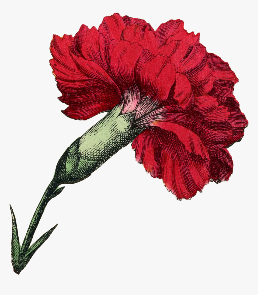 Transparent Red Carnation Png - Carnation Flower Botanical, Png Download, Free Download