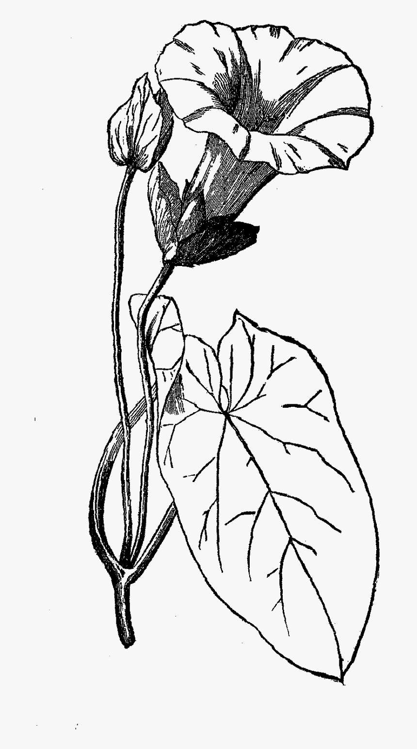 Flower Botanical Art Illustration Download - Parts Of Morning Glory Flower, HD Png Download, Free Download