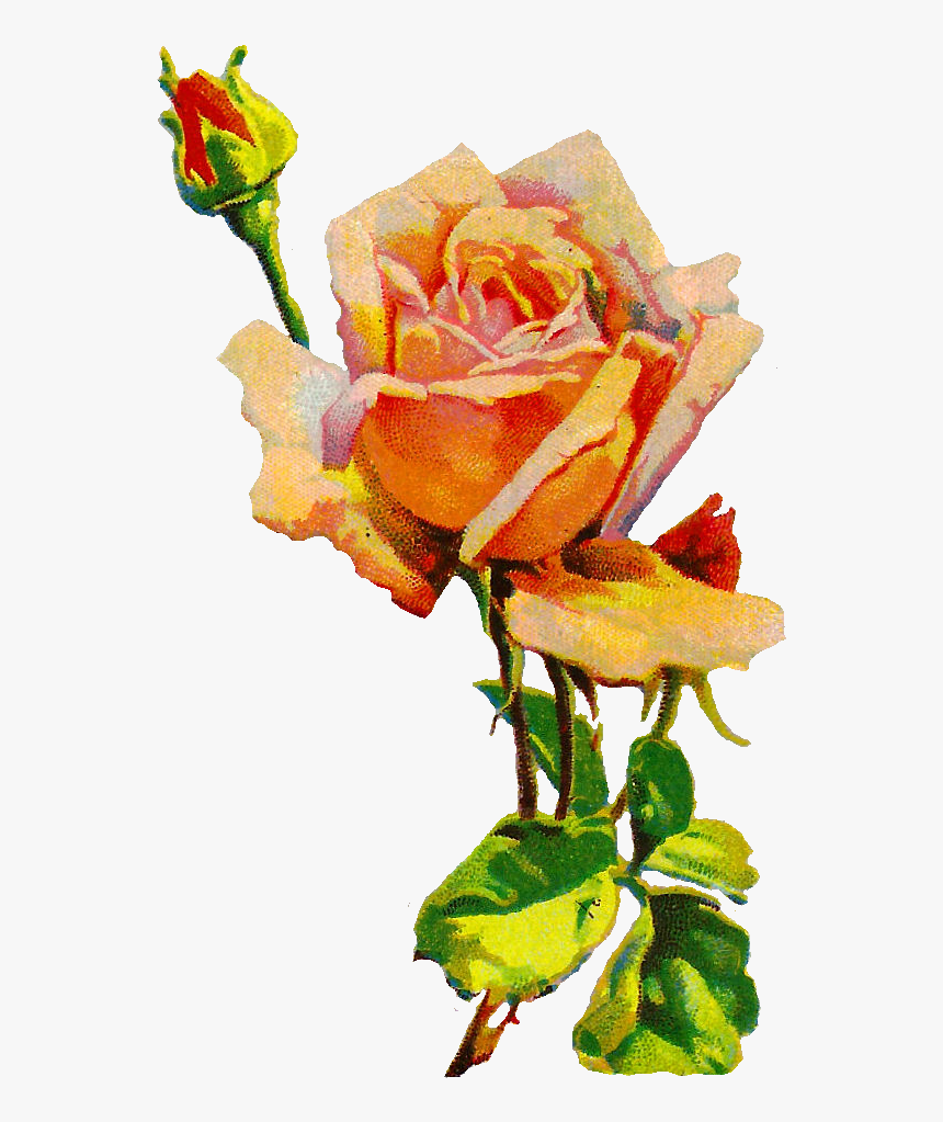 Rose Flower Image Botanical Illustration - Illustration, HD Png Download, Free Download