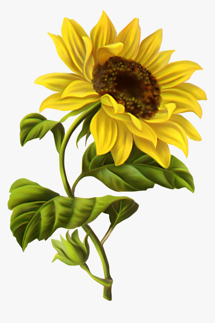 Common Sunflower Drawing Botanical Illustration Watercolor - Sunflower Drawing, HD Png Download, Free Download