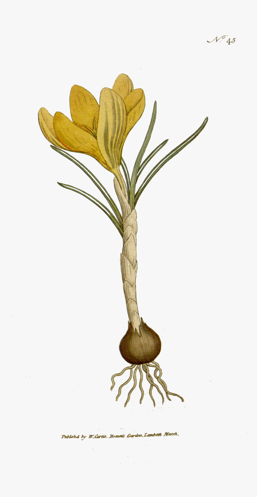 Bgtransp-the Botanical Magazine, Plate 45 - Botany, HD Png Download, Free Download