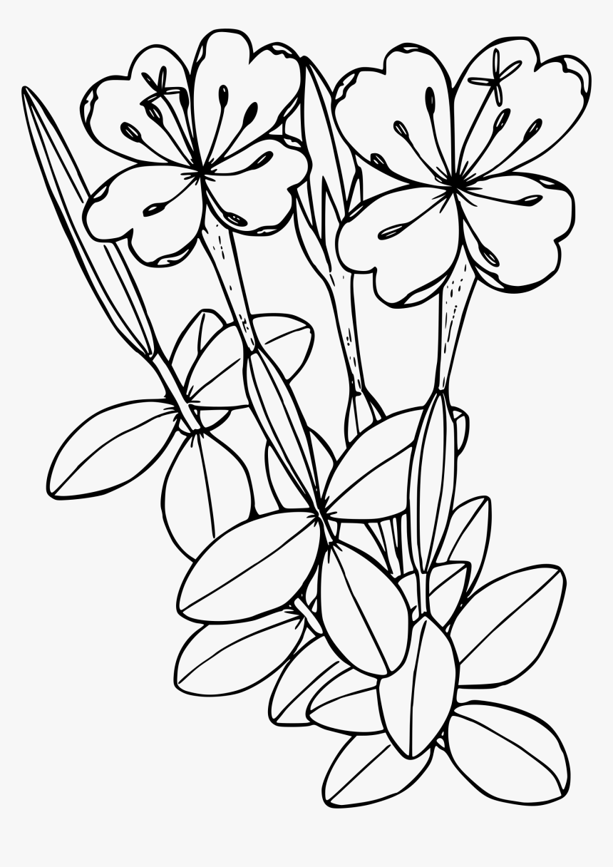 Transparent Pitcher Plant Clipart - Fireweed Colouring Page, HD Png Download, Free Download