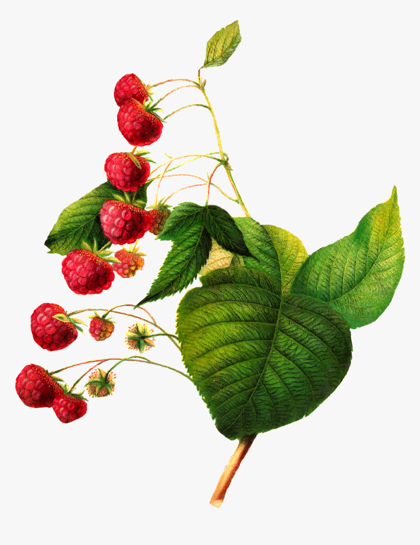 Botanical Fruit Illustration Png, Transparent Png, Free Download