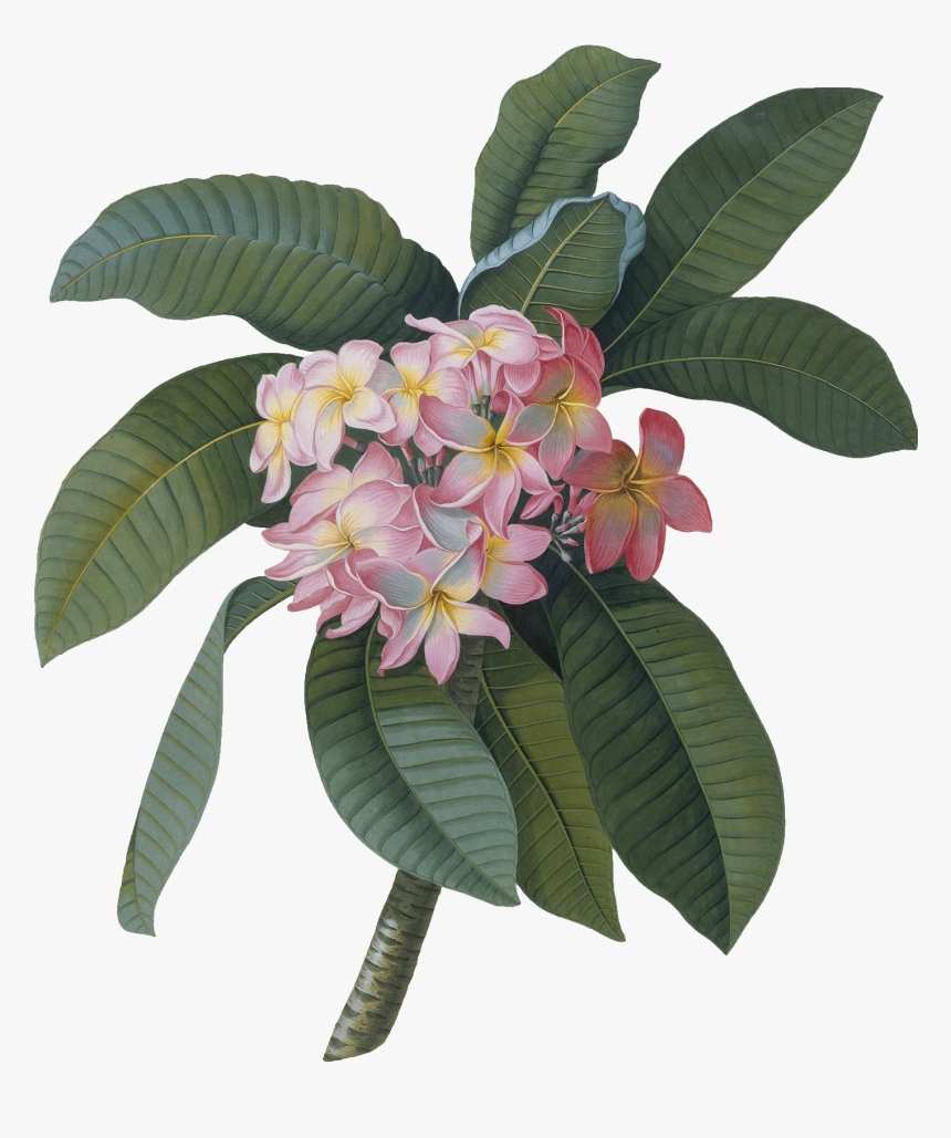 Wall Stickers Of Plumeria By V&a - Georg Dionysius Ehret, HD Png Download, Free Download