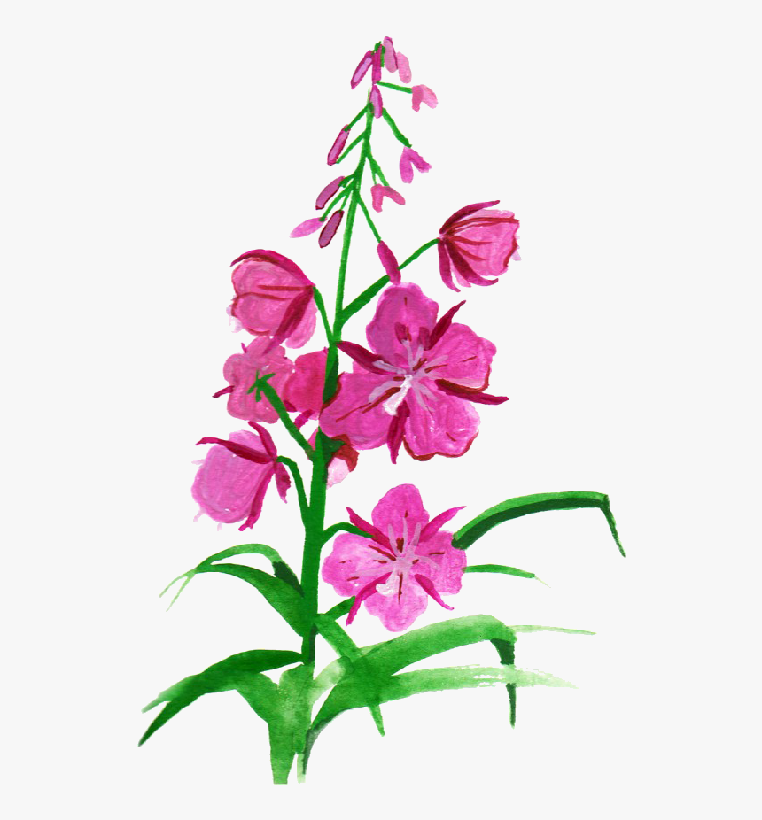 Vector Free Download Botanical Illustration Flower - Fireweed Clipart Png, Transparent Png, Free Download