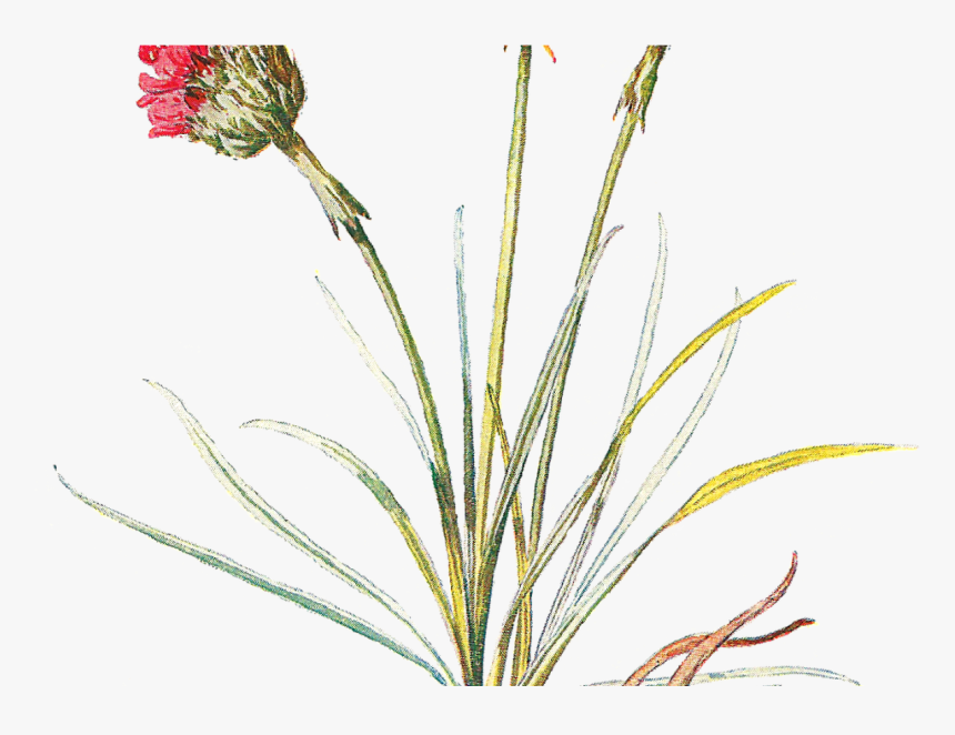 Transparent Marigolds Clipart - Transparent Background Wild Flower Png, Png Download, Free Download