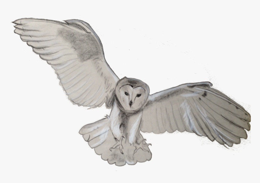 Tawny Owl Bird Flight Barn Owl - Barn Owl Transparent, HD Png Download, Free Download