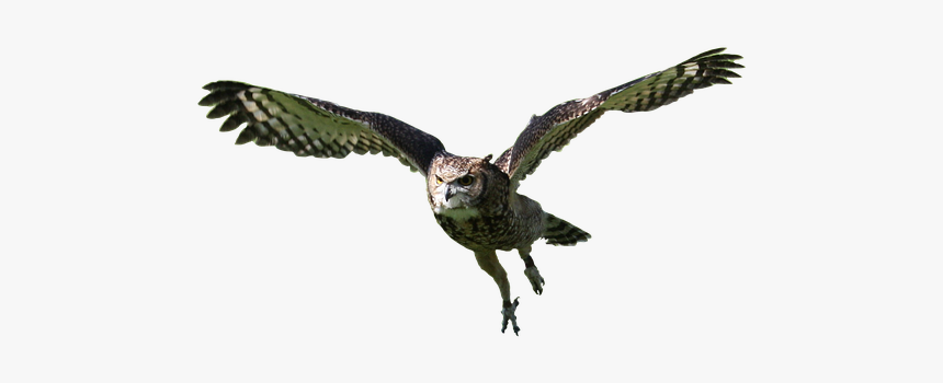 Owl, Flying, Bird, Animal, Nature, Wildlife, Predator - Osprey, HD Png Download, Free Download