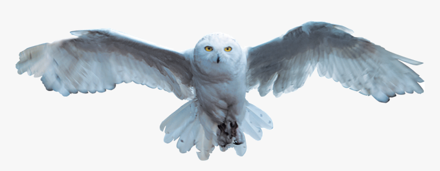 Harry Potter Hedwig Png - Harry Potter Owl Flying, Transparent Png, Free Download