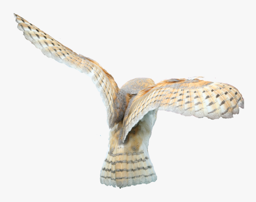 Barn Owl Flying Transparent Background, HD Png Download, Free Download