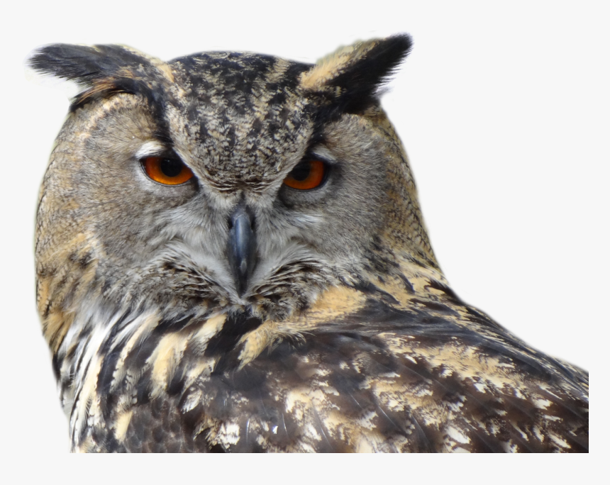 Owl Transparent, HD Png Download, Free Download