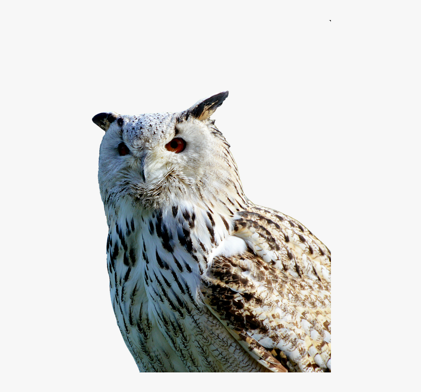 Barn Owl, Owl, Raptor, Bird, Plumage, Feather - Sova Png, Transparent Png, Free Download