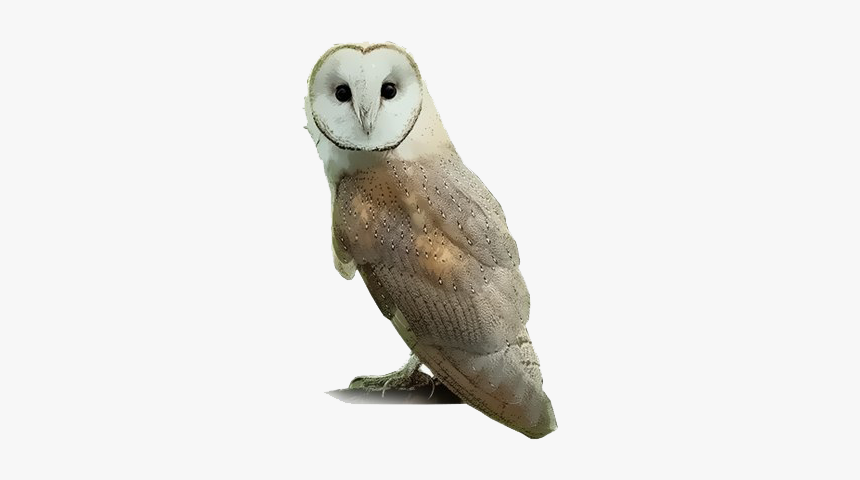 Barn Owl Png, Transparent Png, Free Download