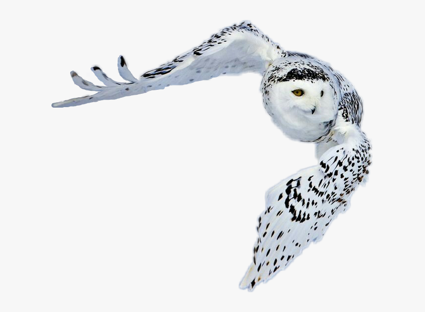 #snowy Owl In Flight
thomas, Oklahoma - Greenland Animals With Name, HD Png Download, Free Download
