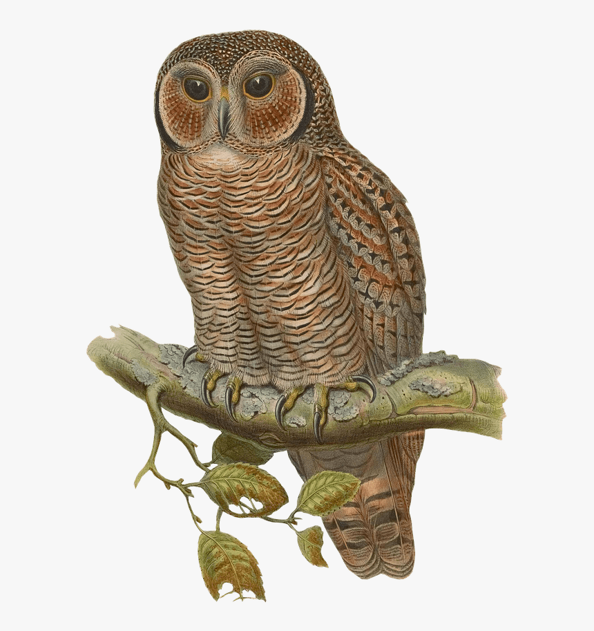 Owl Drawing - Owl With Blue Glasses, HD Png Download, Free Download