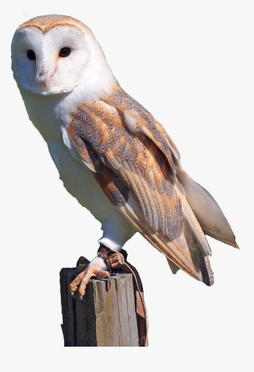 White, Owl, Brown, Predator, Bird, Nature, Wild - Barn Owl Transparent Background, HD Png Download, Free Download