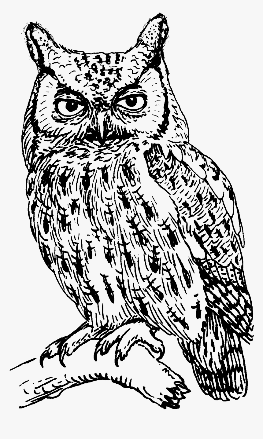 Screech Owl 1 - Owls Black And White, HD Png Download, Free Download
