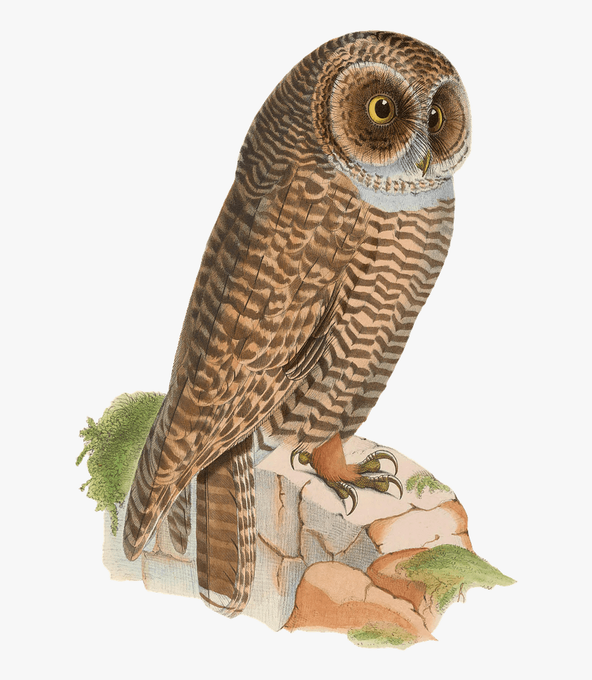 Owl Resting On Rock Drawing - Contoh Kolase Burung Dari Biji Bijian, HD Png Download, Free Download