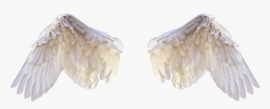 White Wings Wings Bird Free Picture - Feathers For Editing, HD Png Download, Free Download