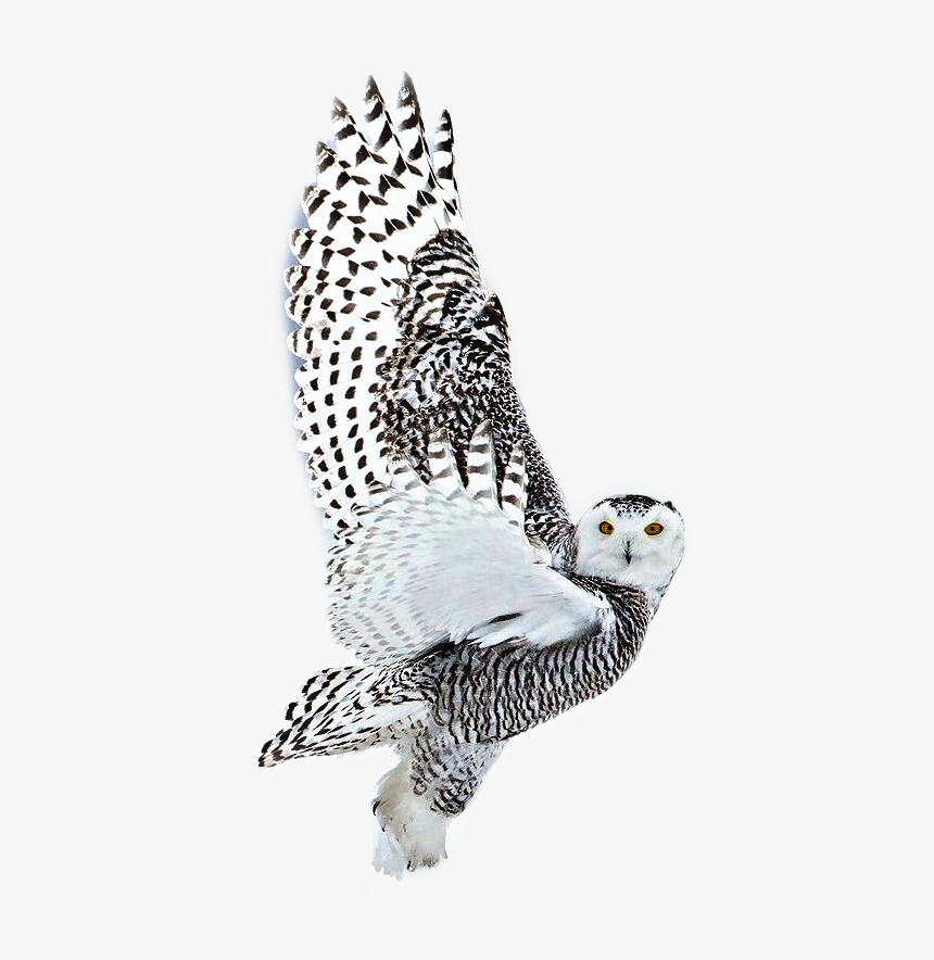 #white #owl #black #takeoff #fly #animal #bird #beautiful - طائر البوم الجميل, HD Png Download, Free Download