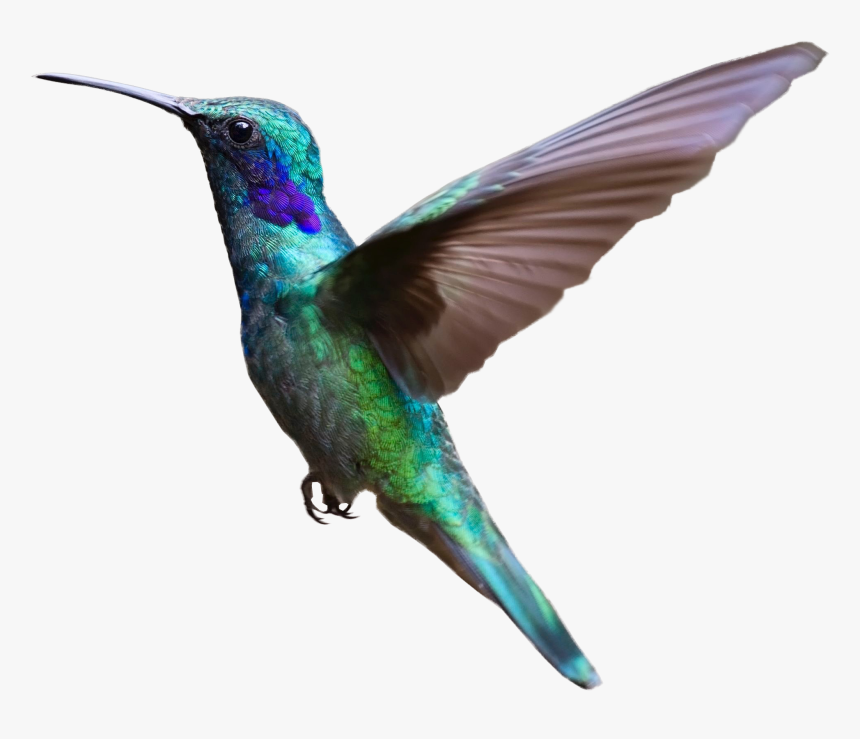 Colorful Hummingbird Flying Png Image - Bird Flying With Transparent Background, Png Download, Free Download