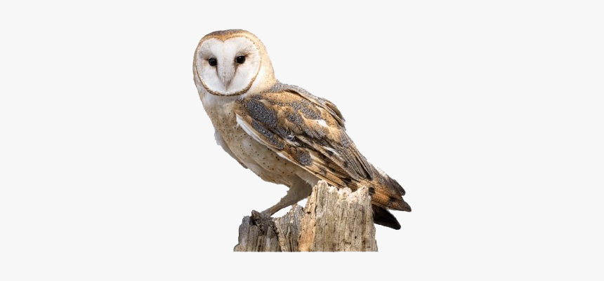Barn Owl - Barn Owl Tawny Owl, HD Png Download, Free Download