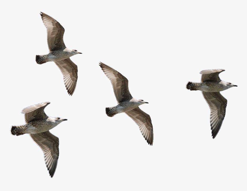 Seagulls Flying - Transparent Background Bird Flying Png, Png Download, Free Download