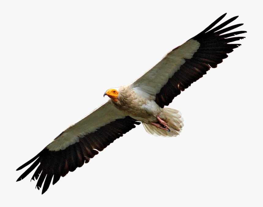 Vulture Transparent, HD Png Download, Free Download