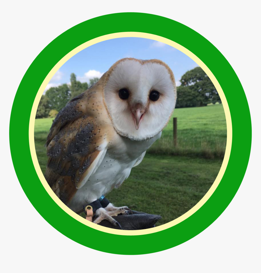 Barn Owl, HD Png Download, Free Download