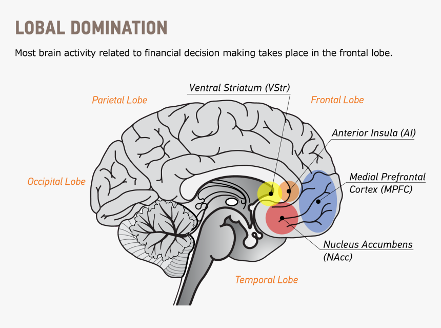 Neuroeconomics Brain Illustration V1 - Two Brain Systems, HD Png Download, Free Download