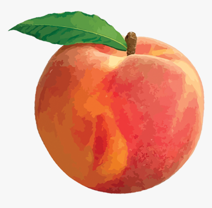 Peach Png, Transparent Png, Free Download