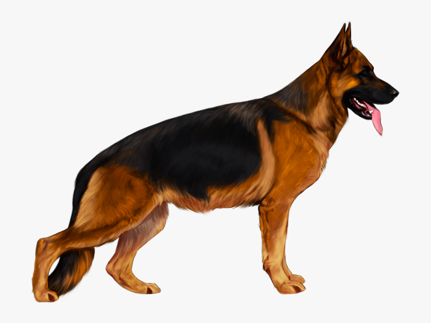 German Shepherd Png - German Shepherd Dog Png, Transparent Png, Free Download