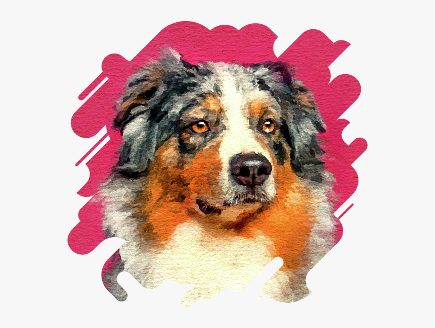 Click And Drag To Re-position The Image, If Desired - Australian Shepherd Portrait, HD Png Download, Free Download