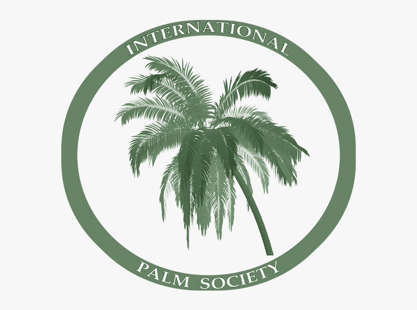 Coconut Tree, HD Png Download, Free Download