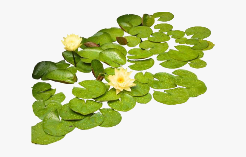 #png #nature #lilypad #freetoedit - Nenuphar Png, Transparent Png, Free Download