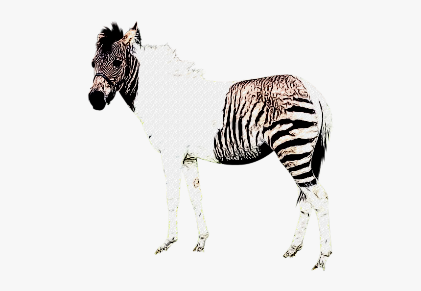 Zebra Without Stripes Png, Transparent Png, Free Download