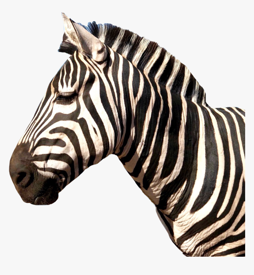 #zebra #animal #stripes - Zebra, HD Png Download, Free Download