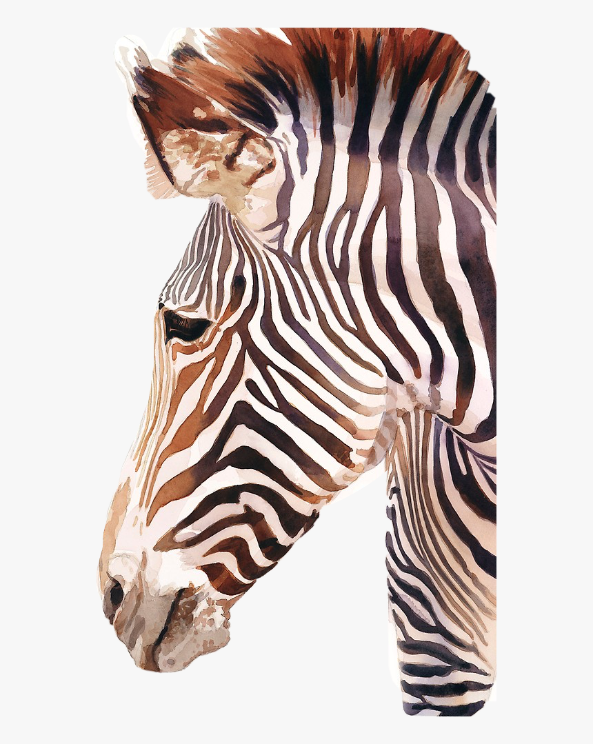 #cebra #zebra #rayas #stripe #stripes #raya #animal - Zebra Face Water Color, HD Png Download, Free Download