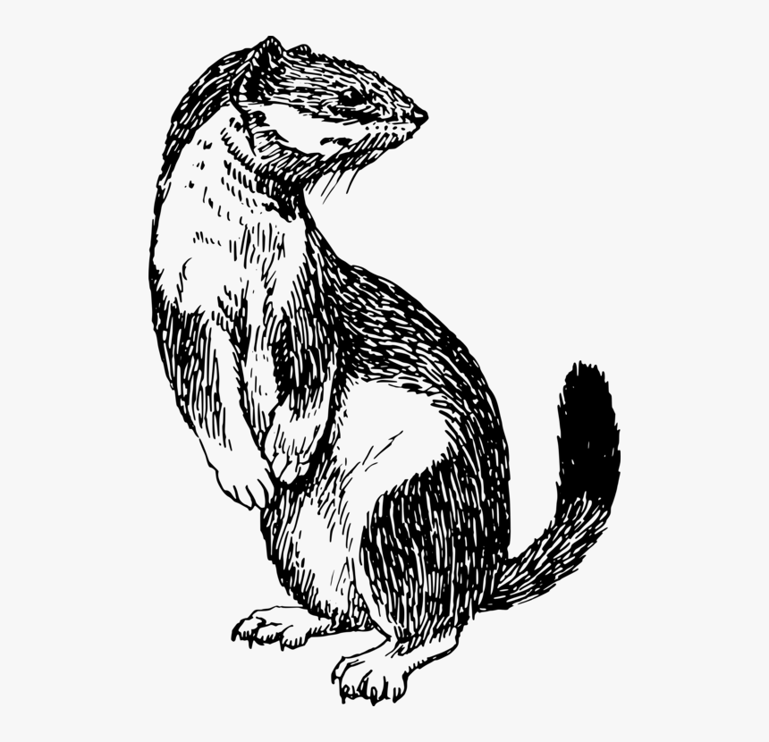 Art,monochrome Photography,carnivoran - Weasel Clipart Black And White, HD Png Download, Free Download