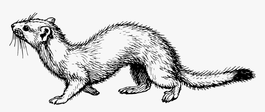 Clip Art Free Ermine Download Clip - Weasel Clip Art, HD Png Download, Free Download