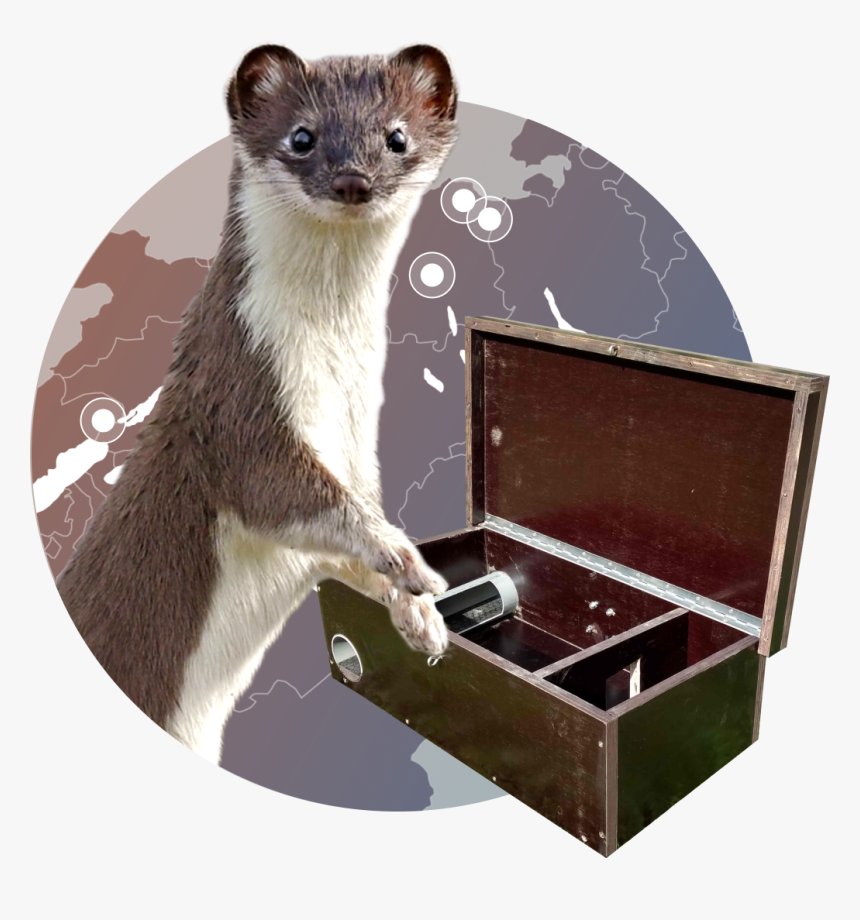 Weasel Png, Transparent Png, Free Download