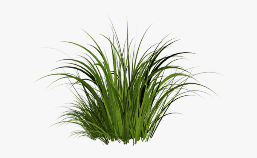 Grass Png Transparent Images - Transparent Background Tall Grass Png, Png Download, Free Download